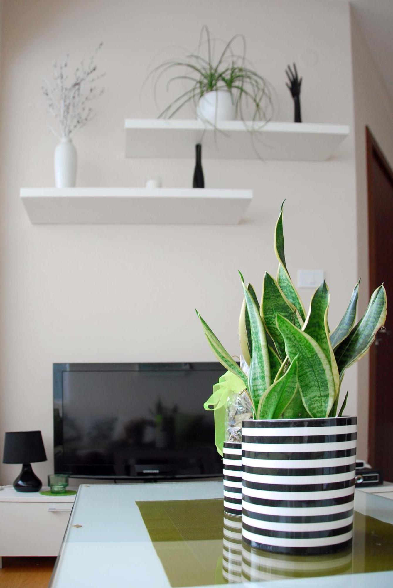 Apartments Iva Тиват Екстер'єр фото